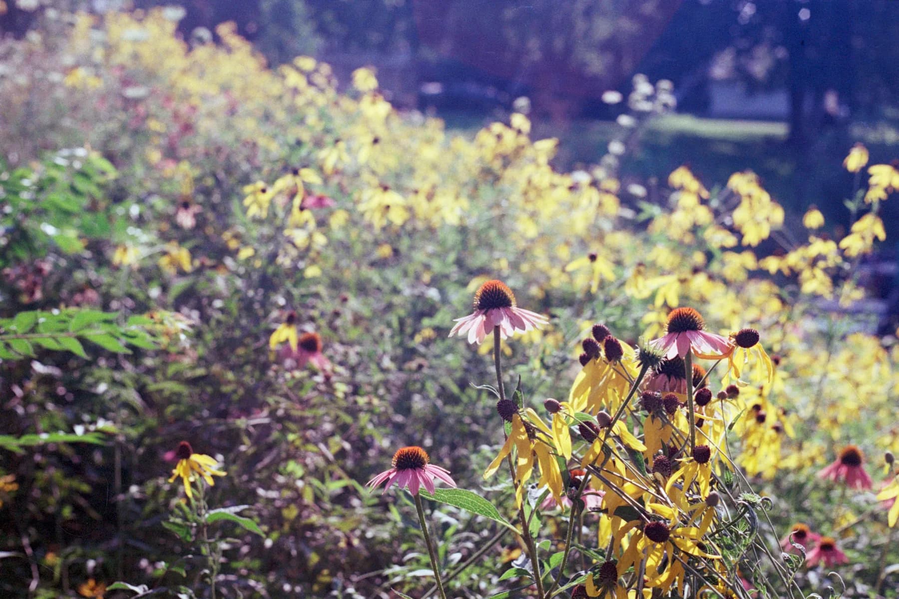 Fields preview