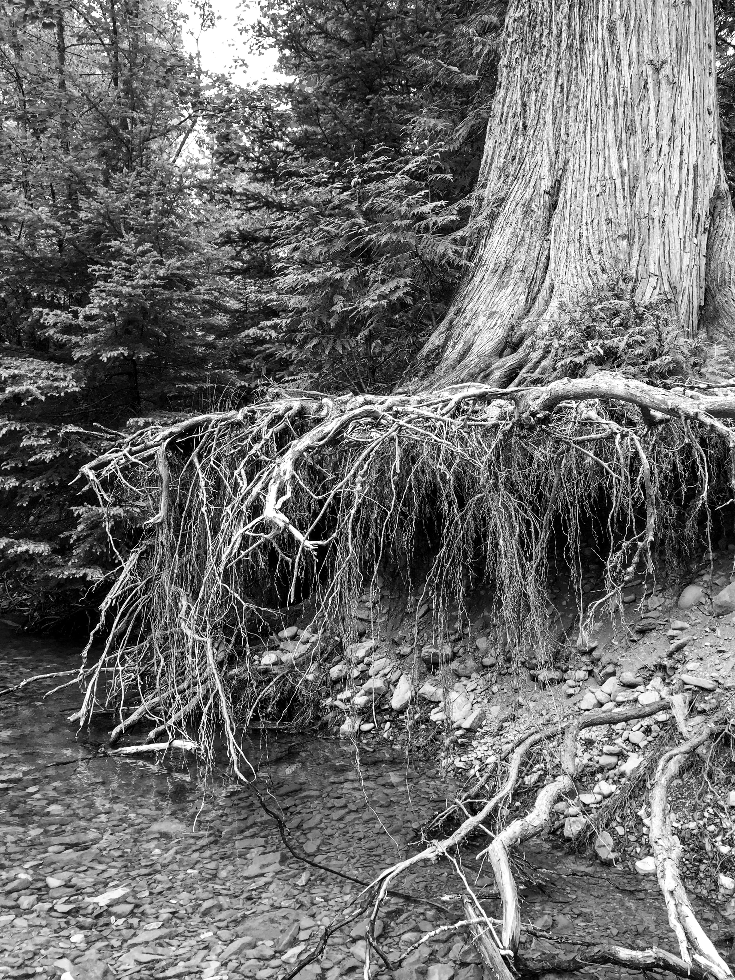 Roots preview