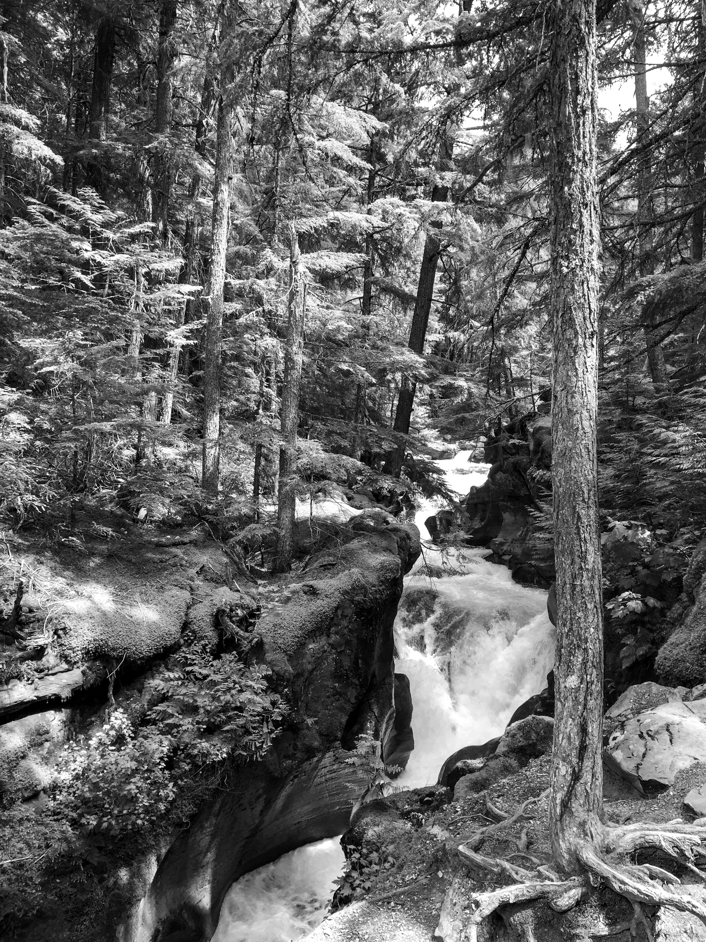 Tree River preview